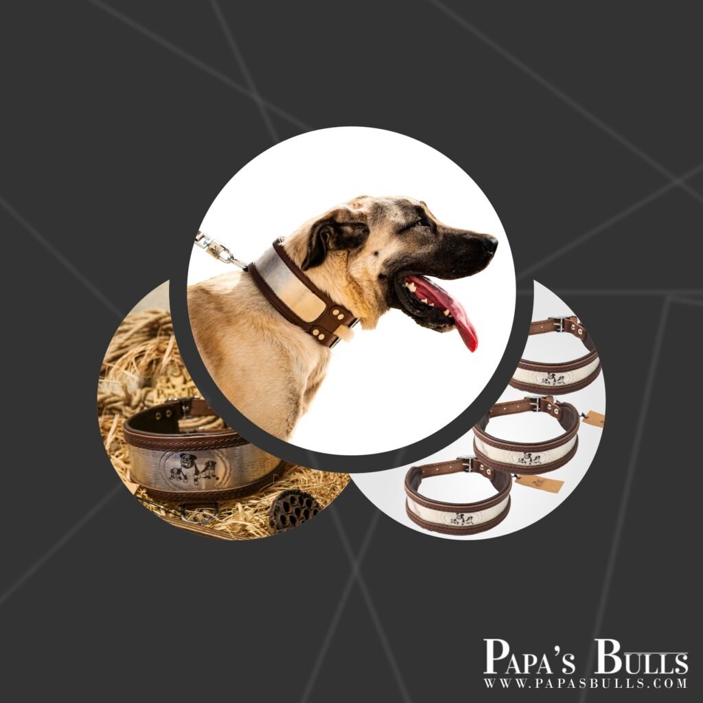 magnus maximus's collar 1