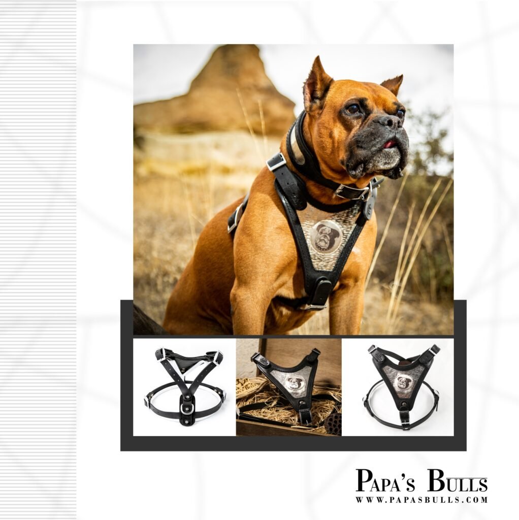 maximinus thrax harness 2